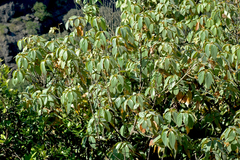 Actinodaphne hookeri